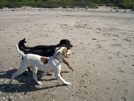 Blanding af racer Tyson.   R.I.P billede 6