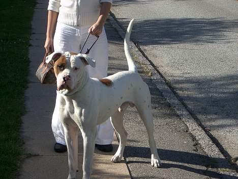 Blanding af racer Tyson.   R.I.P billede 7