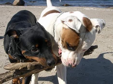 Blanding af racer Tyson.   R.I.P billede 8