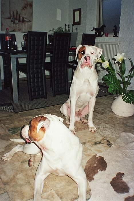 Blanding af racer Tyson.   R.I.P billede 9