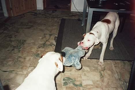 Blanding af racer Tyson.   R.I.P billede 10