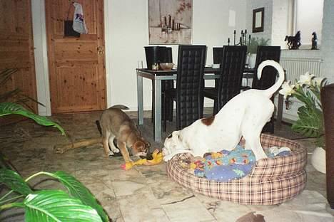 Blanding af racer Tyson.   R.I.P billede 11