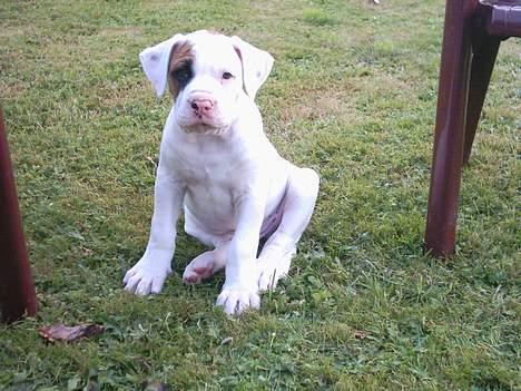 Blanding af racer Tyson.   R.I.P billede 12