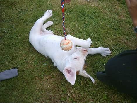 Blanding af racer Tyson.   R.I.P billede 13