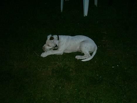 Blanding af racer Tyson.   R.I.P billede 14