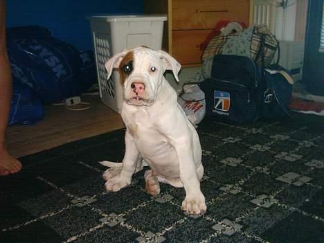 Blanding af racer Tyson.   R.I.P billede 15