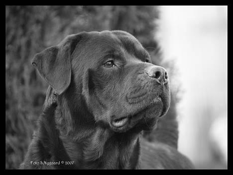 Rottweiler Mr.ChesterField  (09) - Mr.ChesterField, d. 24 marts 2007 billede 1