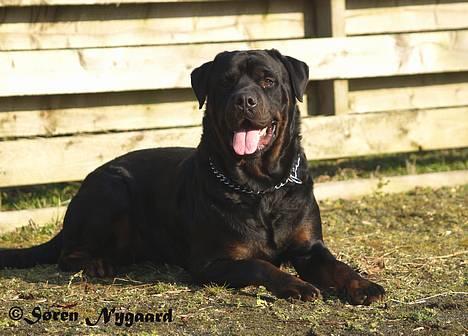 Rottweiler Mr.ChesterField  (09) - Chester i præstegårdsparken, d. 24 marts 07 billede 2
