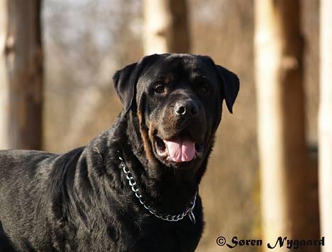 Rottweiler Mr.ChesterField  (09) - Chester i præstegårdsparken, d. 24 marts billede 3