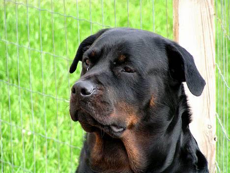 Rottweiler Freja (2011) - Frejas smukke hoved.  billede 1