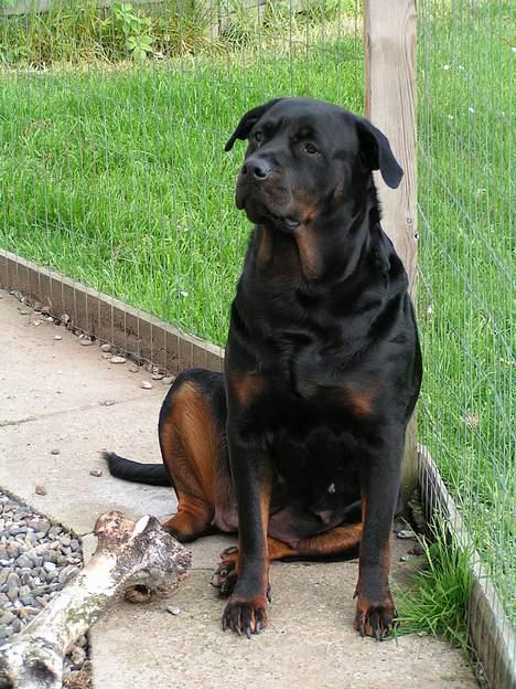Rottweiler Freja (2011) - Freja i hundegården billede 2
