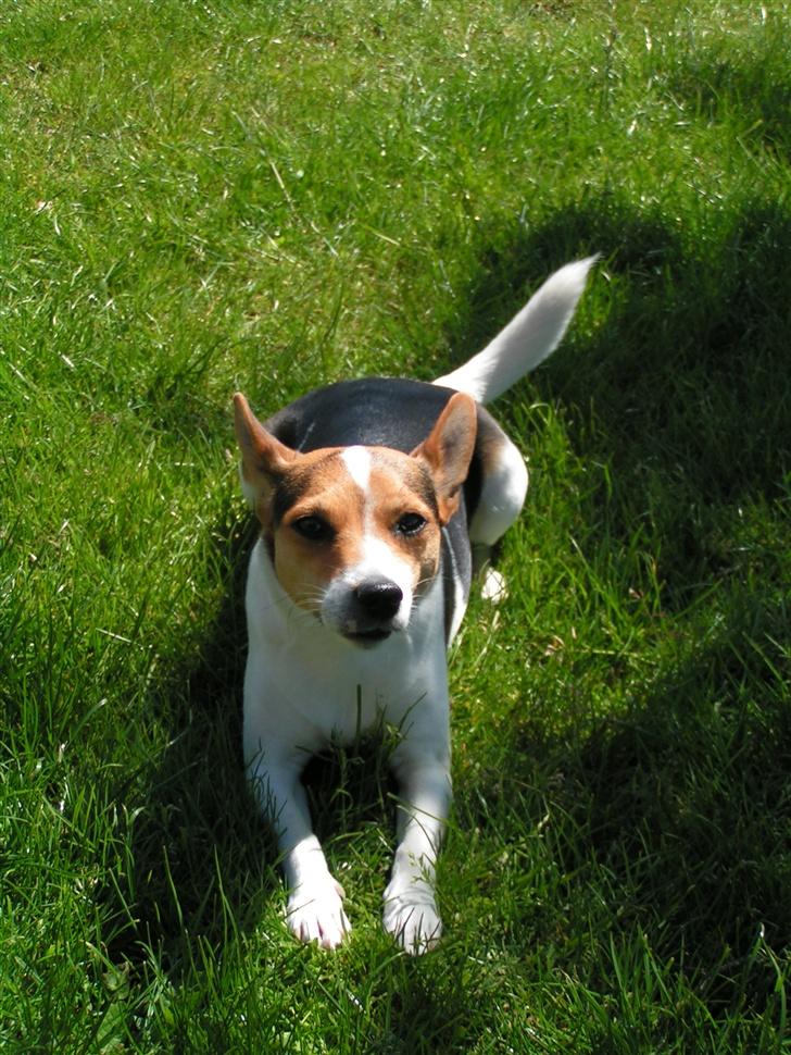 Blanding af racer Molly - Molly billede 1