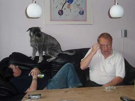 Mellemschnauzer Ozzy ( * Januar 2003 - + August 2013) - kom nuu, vil gerne have lidt opmærksomhed :P kig nu på mig... billede 6