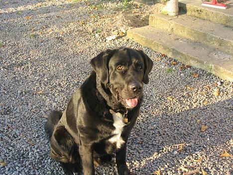 Blanding af racer Bamse- RIP - Se lige hvor fin jeg er.. billede 1