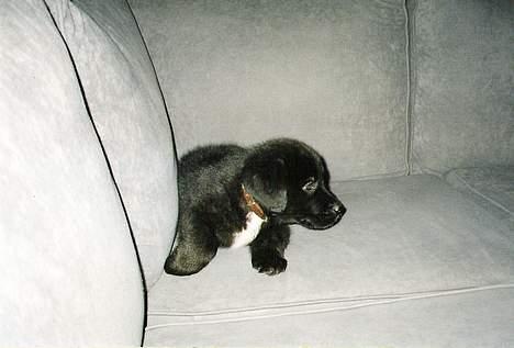 Blanding af racer Bamse- RIP - Der er jeg godt nok ikke særlig stor billede 2