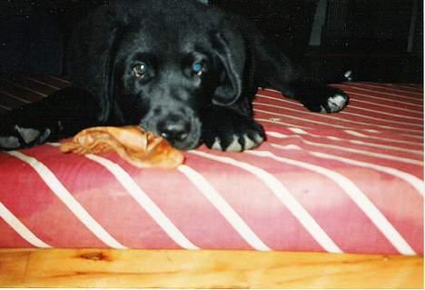 Blanding af racer Bamse- RIP - Der er ingen der skal tage mit Griseøre billede 3