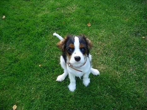 Cavalier king charles spaniel Nanna billede 4