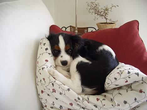 Cavalier king charles spaniel Nanna billede 5