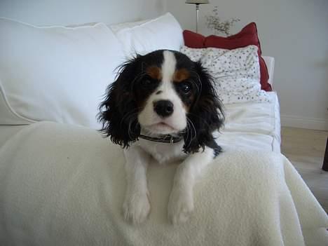 Cavalier king charles spaniel Nanna billede 6