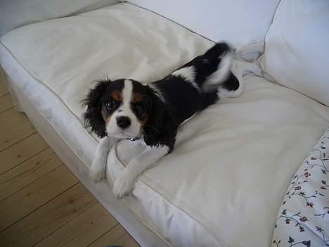 Cavalier king charles spaniel Nanna billede 7