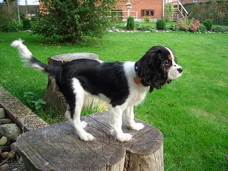 Cavalier king charles spaniel Nanna billede 8