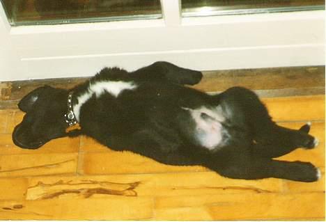 Blanding af racer Bamse- RIP - Klø mig lige på maven.. billede 4