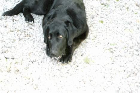 Blanding af racer Bamse- RIP billede 5