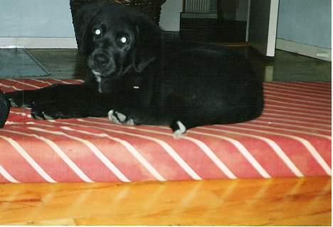 Blanding af racer Bamse- RIP billede 6