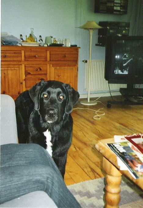 Blanding af racer Bamse- RIP billede 7