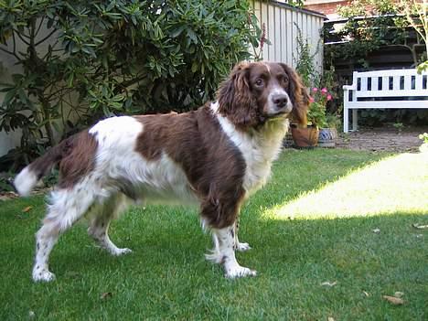 Engelsk springer spaniel Twister F.T. "R.I.P" billede 14