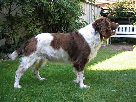 Engelsk springer spaniel Twister F.T. "R.I.P" billede 15