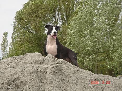 Amerikansk staffordshire terrier Minnie r.i.p. - *NYT*     Smukke minnie billede 1