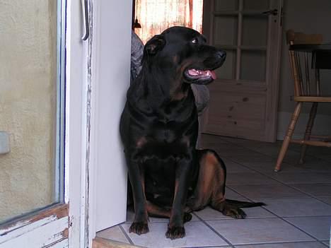 Rottweiler Freja (2011) - Wha laver du i køkkenet mor?? billede 3