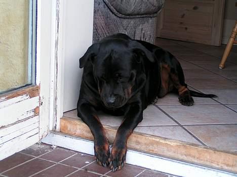 Rottweiler Freja (2011) - Orv, hvad var det?? billede 4