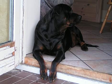 Rottweiler Freja (2011) - Jeg elsker at ligge i havedøren billede 5