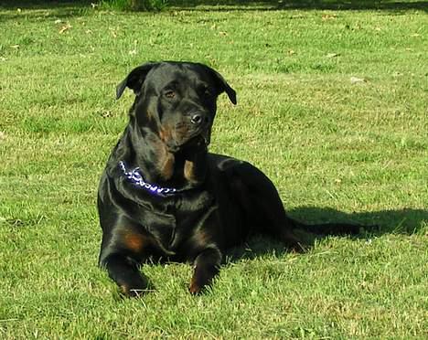 Rottweiler Freja (2011) - Ved sommerhuset billede 6