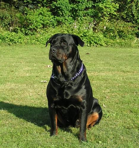 Rottweiler Freja (2011) - Ved sommerhuset billede 7