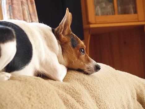 Blanding af racer Molly - på sofa kanten, hendes yndlingssted :P billede 2