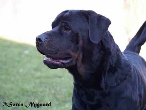 Rottweiler Mr.ChesterField  (09) - Chester 24 marts 07 billede 4