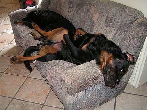 Rottweiler Mr.ChesterField  (09) - den totale afslapning *GG* billede 5