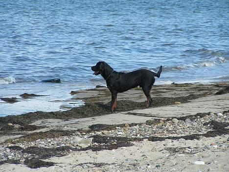 Rottweiler Mr.ChesterField  (09) - Ved Knud strand billede 6