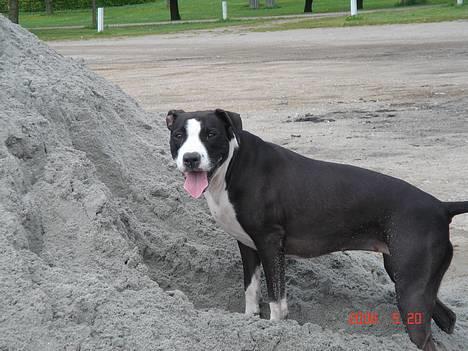 Amerikansk staffordshire terrier Minnie r.i.p. - *NYT* smukke minnie  billede 4