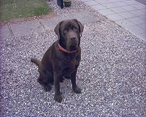 Labrador retriever Carlos - Fra d. 9/9-2005 billede 1