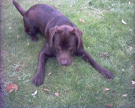 Labrador retriever Carlos - 9/9-2005 billede 2