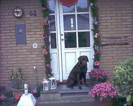 Labrador retriever Carlos - 20/9-2005 billede 3