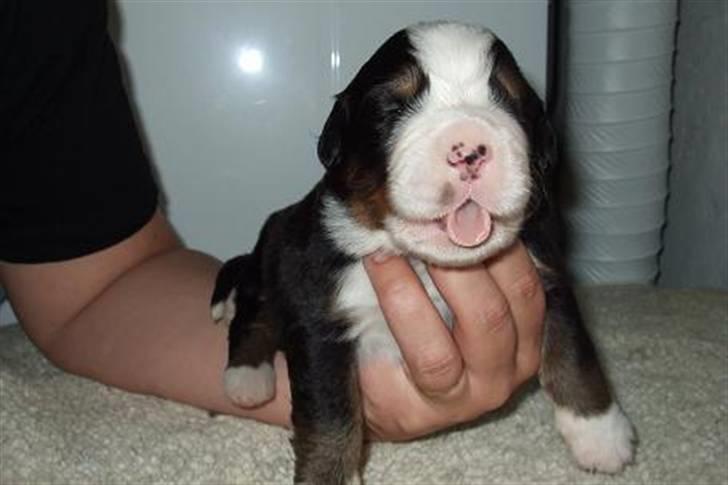 Berner sennenhund Gloria (Død april 2013) - Lion er bare sååååå mæt billede 7