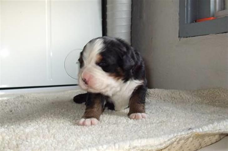 Berner sennenhund Gloria (Død april 2013) - Store dejlige Bounty billede 8