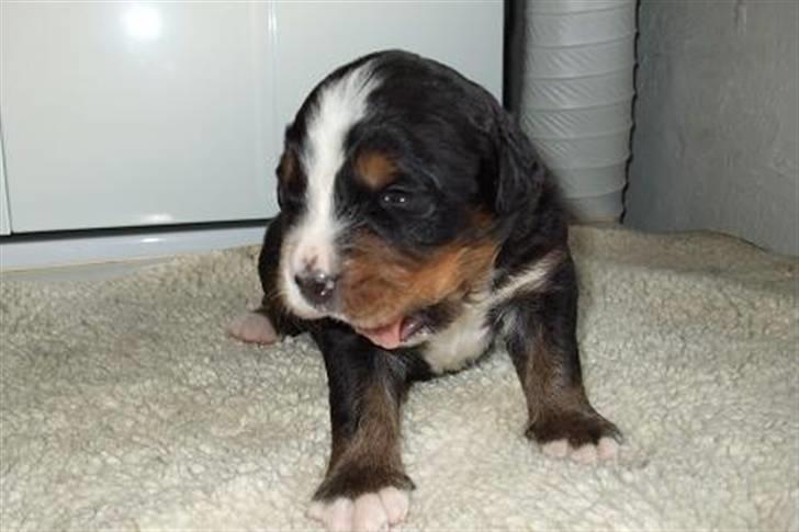 Berner sennenhund Gloria (Død april 2013) - Holly den kække billede 9