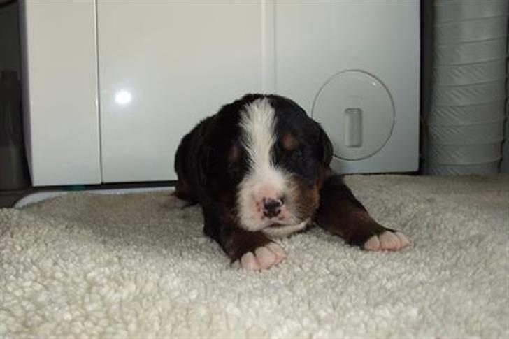 Berner sennenhund Gloria (Død april 2013) - Snickers er der fart på billede 10