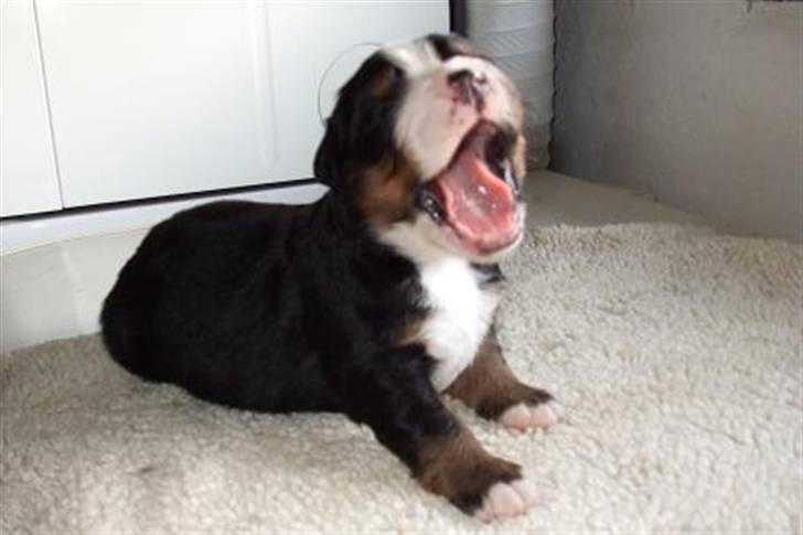 Berner sennenhund Gloria (Død april 2013) - Yankie - Er jeg ikke farlig hi hi billede 11